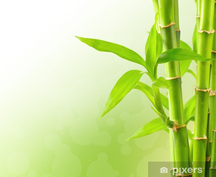 Detail Bamboo Background Images Nomer 20