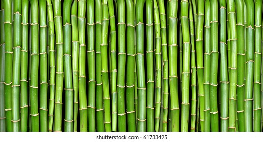 Detail Bamboo Background Images Nomer 49