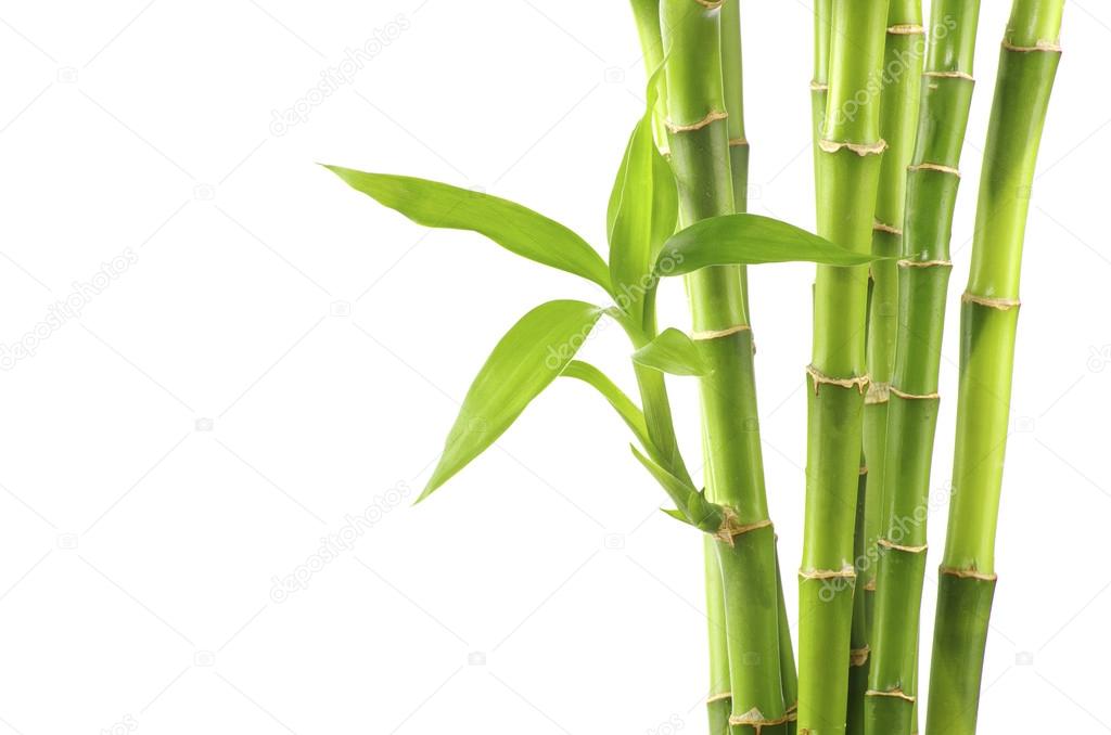 Detail Bamboo Background Images Nomer 50