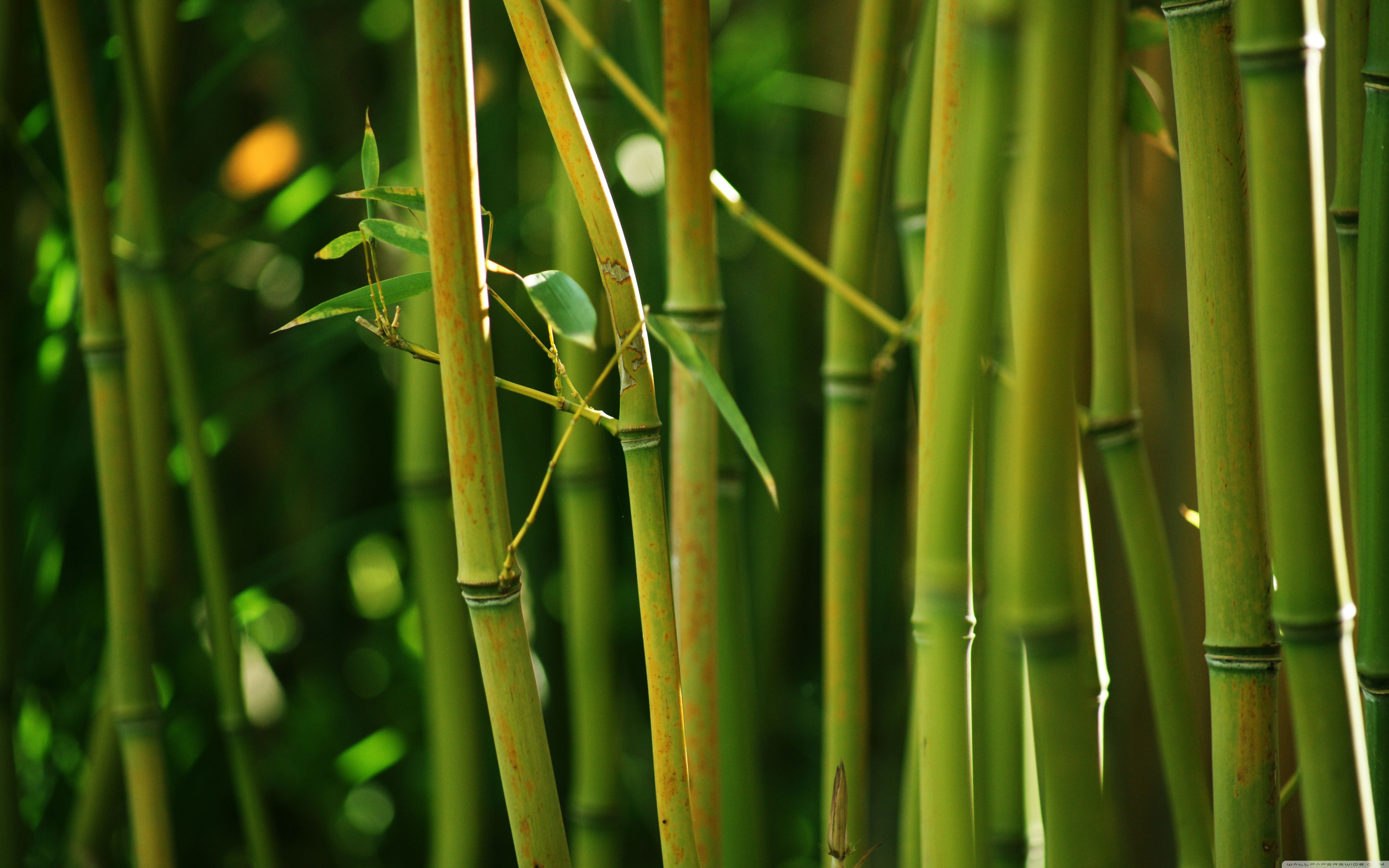 Detail Bamboo Background Images Nomer 55