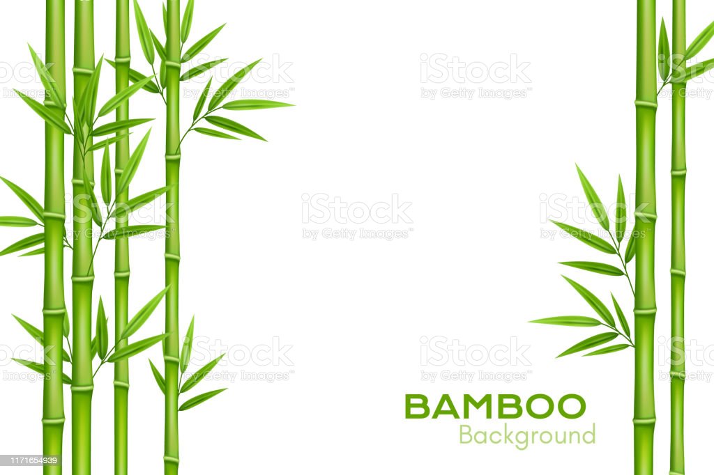 Detail Bamboo Background Vector Nomer 58