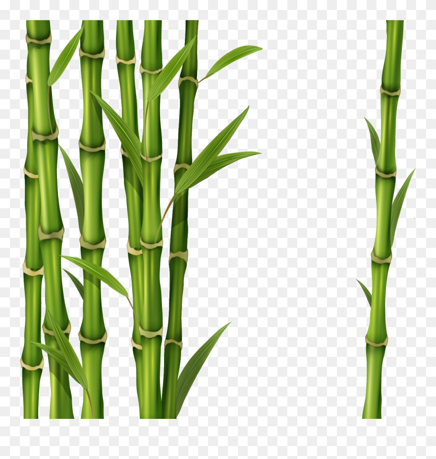 Detail Bamboo Clip Art Nomer 4