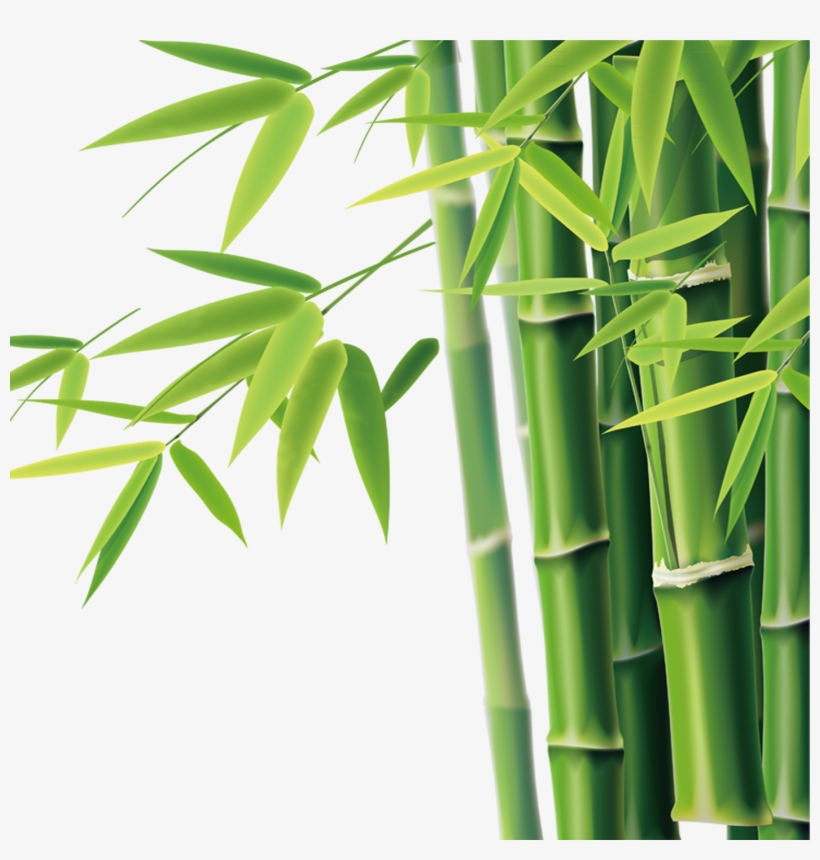 Detail Bamboo Clipart Nomer 16