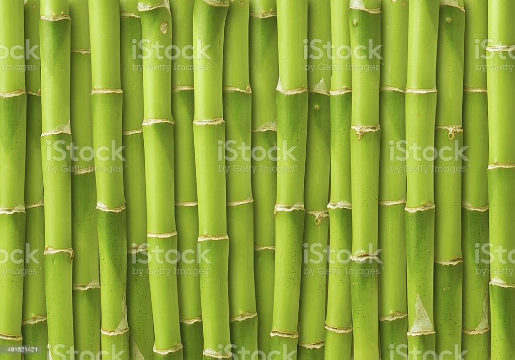 Detail Bamboo Download Nomer 14
