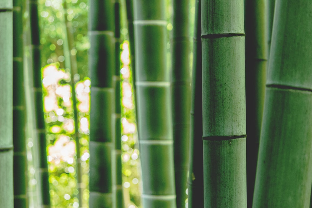 Detail Bamboo Download Nomer 4