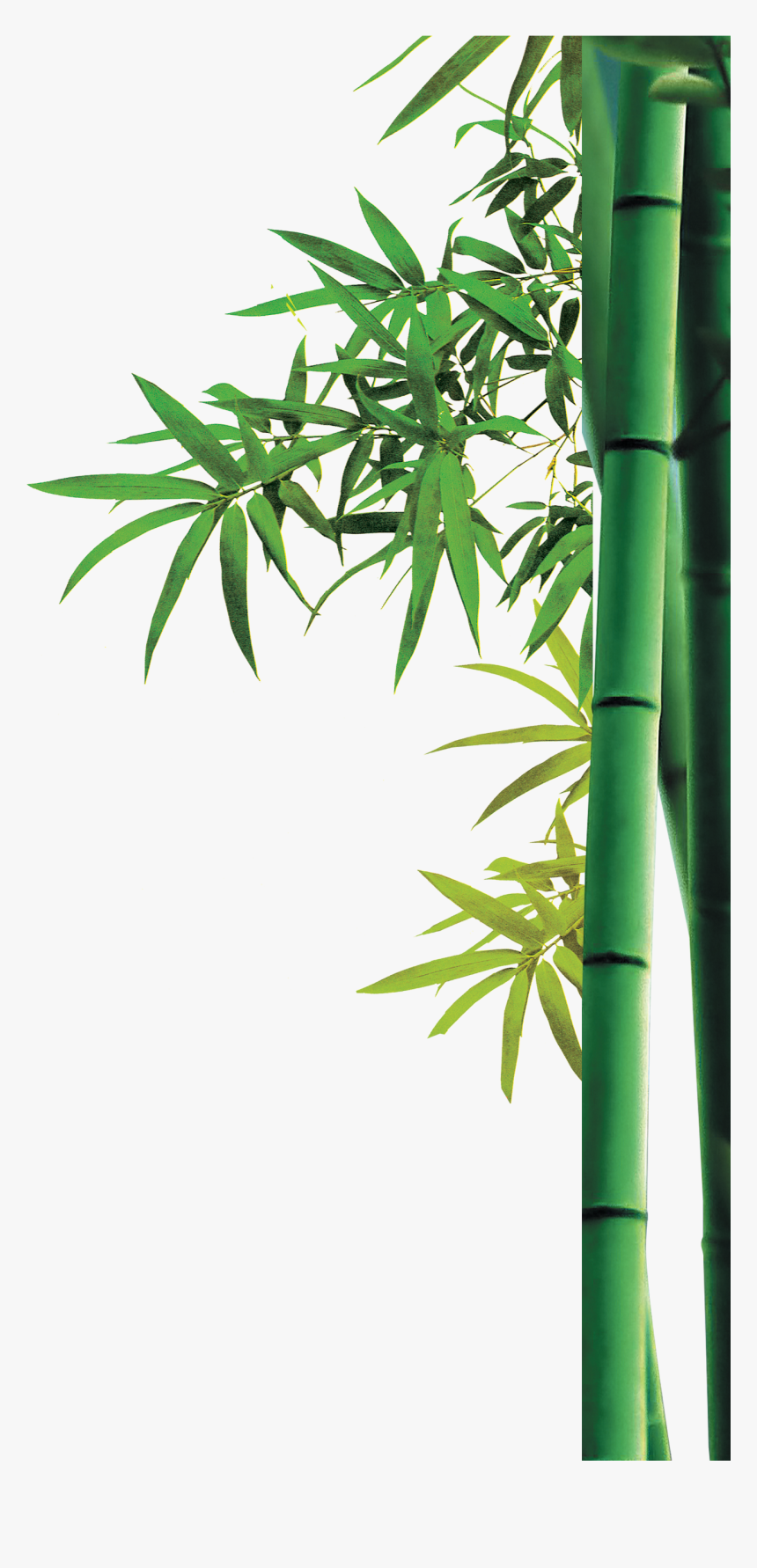 Detail Bamboo Download Nomer 5