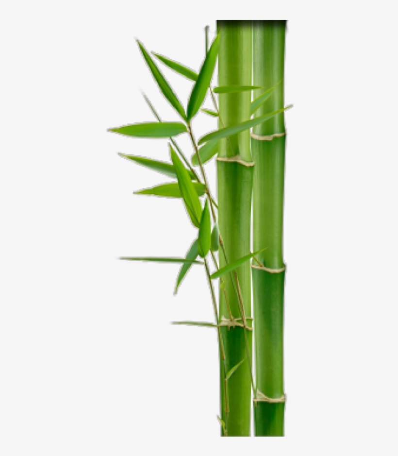 Detail Bamboo Download Nomer 9