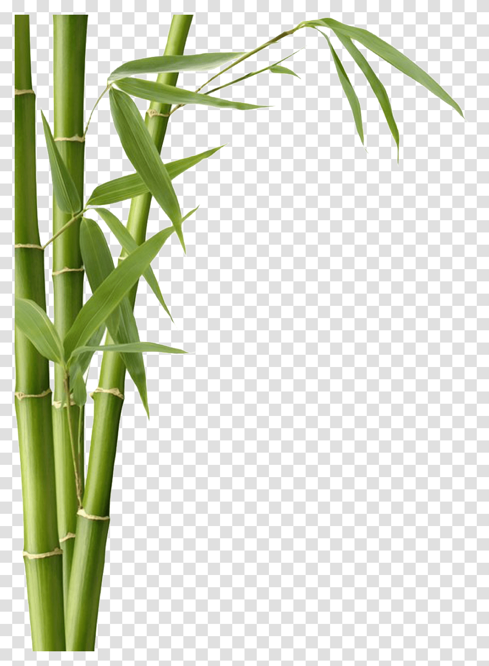 Detail Bamboo Downloads Nomer 10