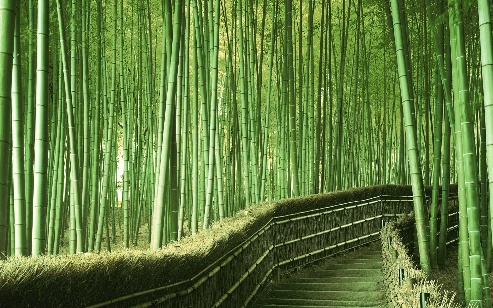 Detail Bamboo Forest Hd Nomer 19