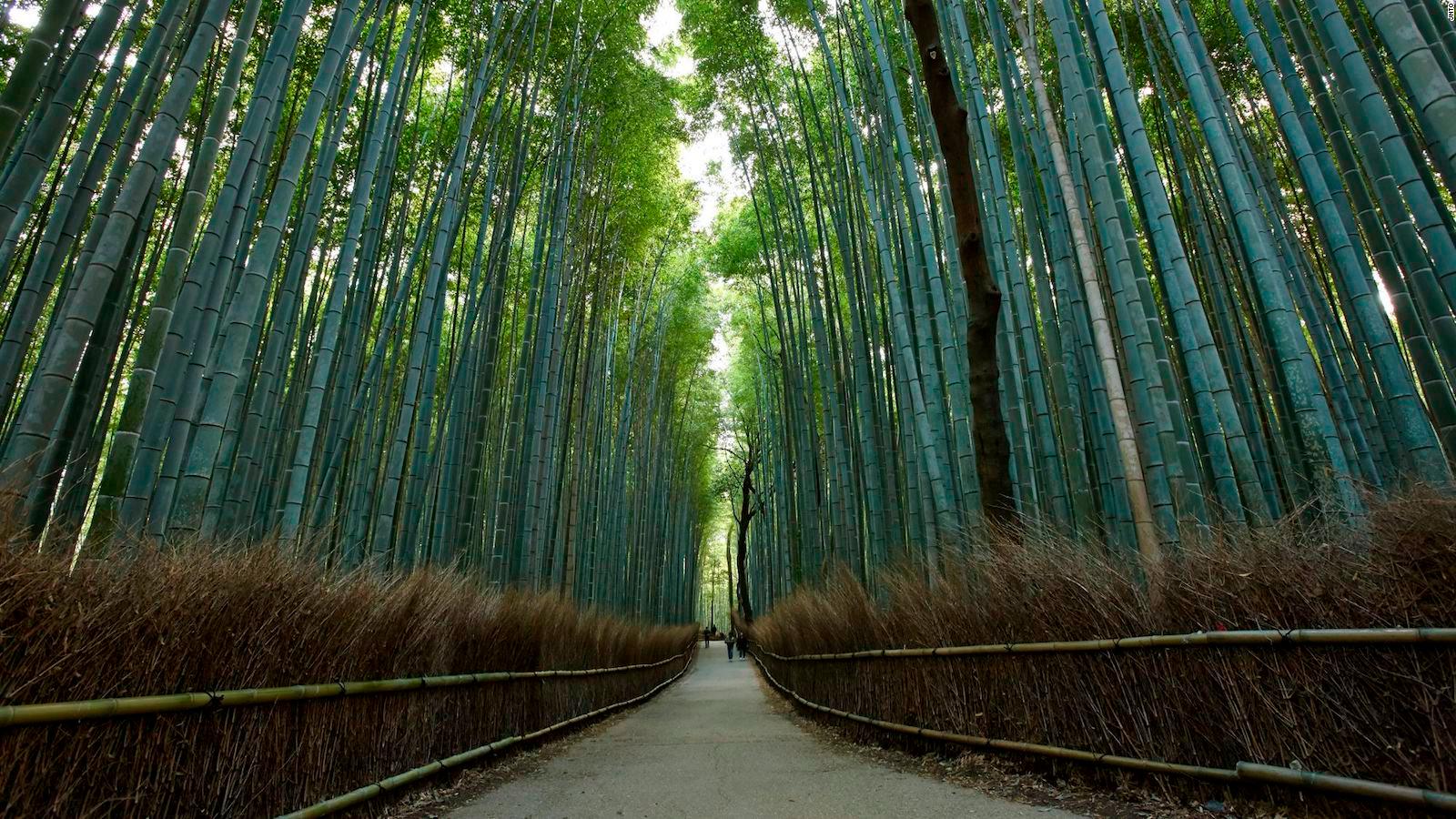 Detail Bamboo Forest Hd Nomer 34