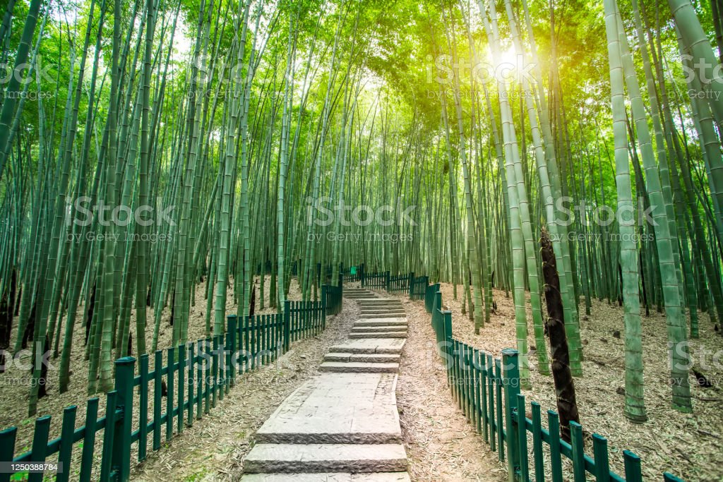 Detail Bamboo Forest Hd Nomer 37