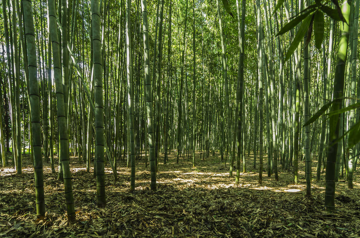 Detail Bamboo Forest Hd Nomer 46