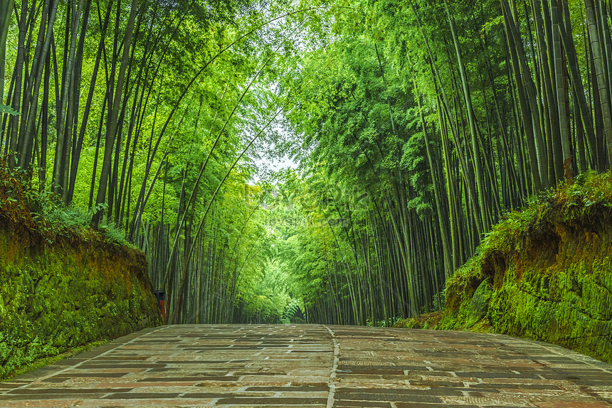 Detail Bamboo Forest Hd Nomer 47