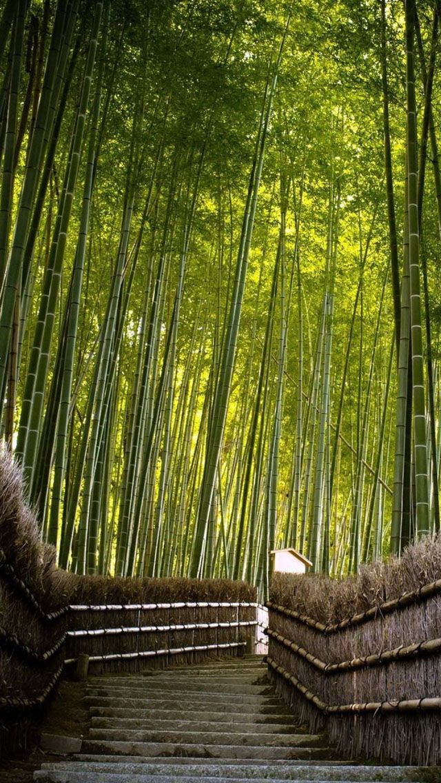 Detail Bamboo Forest Hd Nomer 51