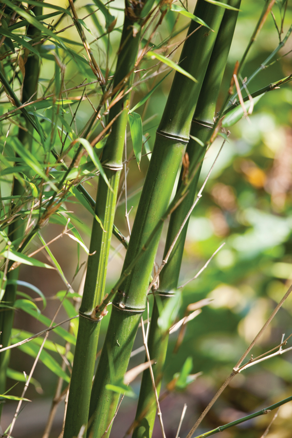 Detail Bamboo Image Nomer 11