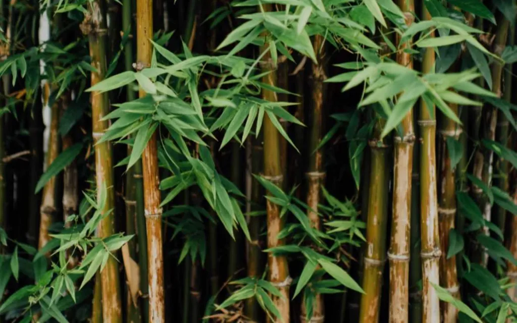 Detail Bamboo Image Nomer 19