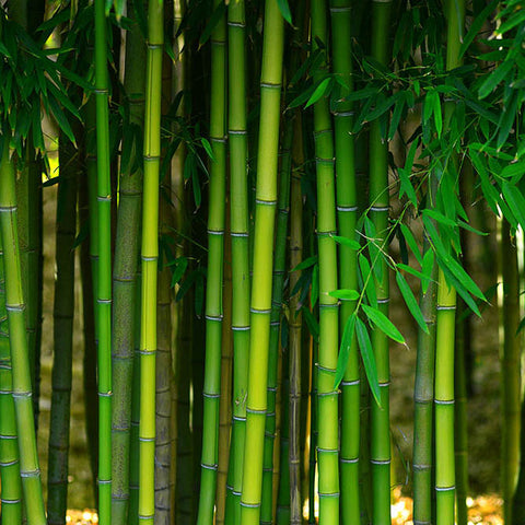 Detail Bamboo Image Nomer 21
