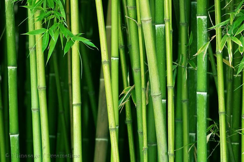 Detail Bamboo Image Nomer 28