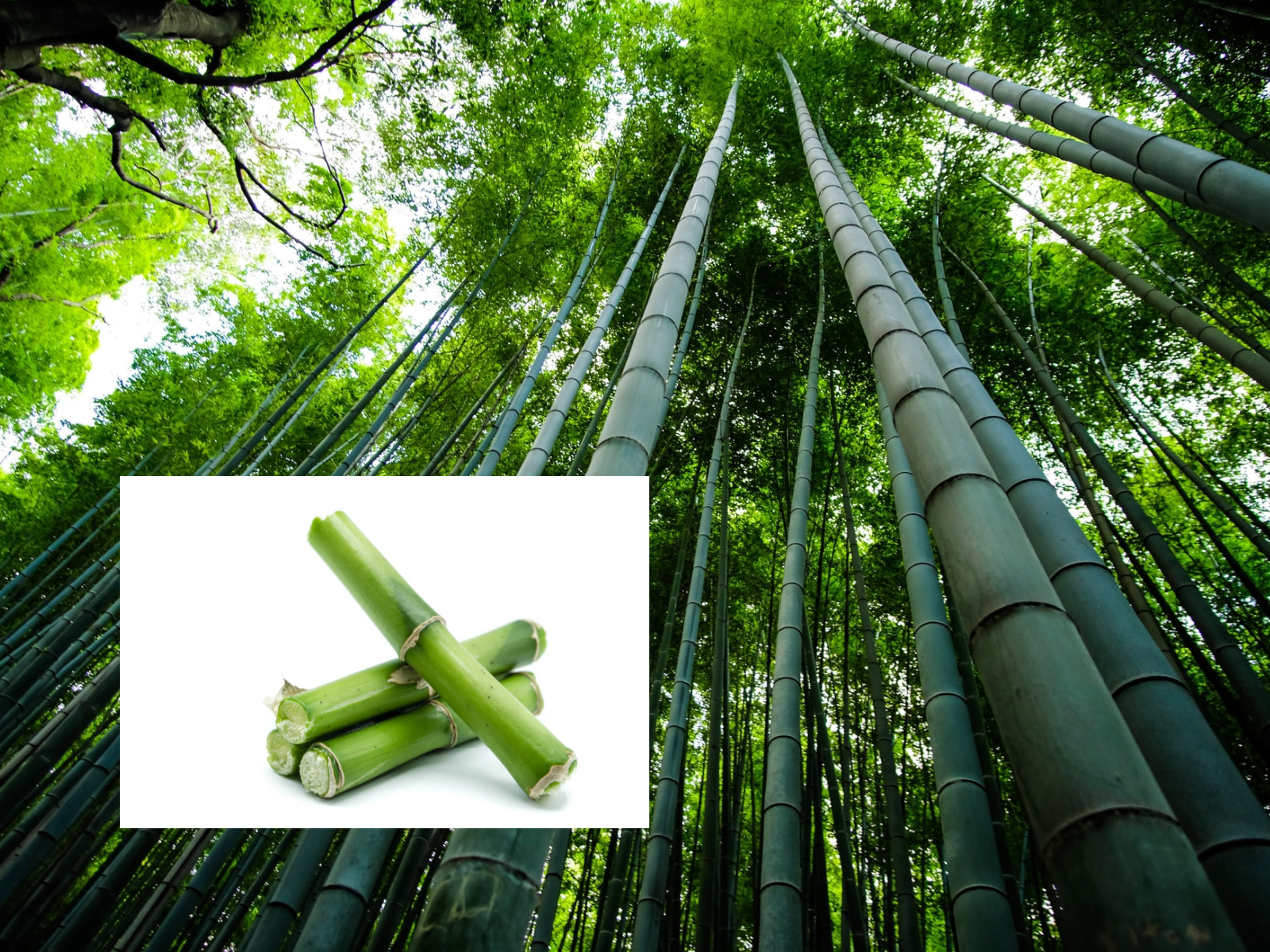 Detail Bamboo Image Nomer 31