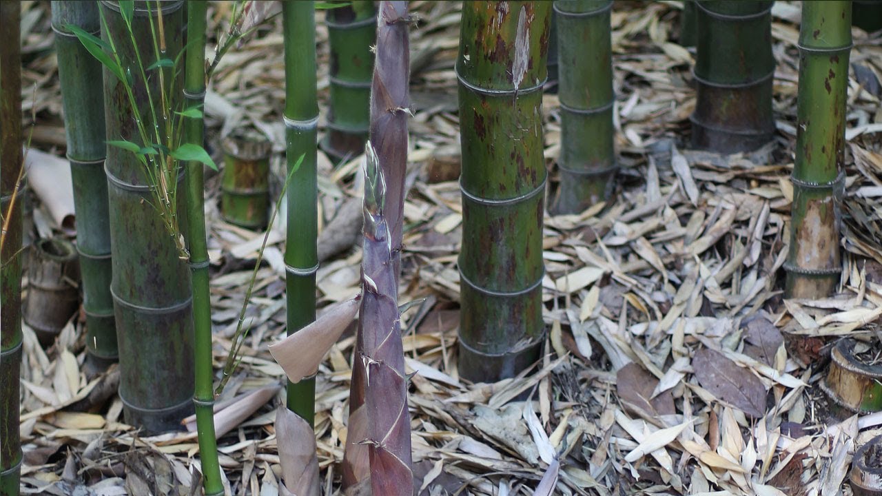 Detail Bamboo Image Nomer 32