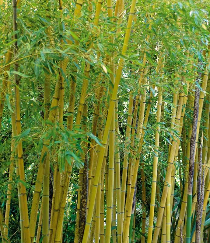 Detail Bamboo Image Nomer 38