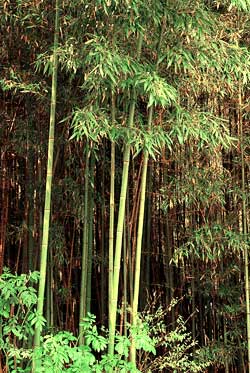 Detail Bamboo Image Nomer 46
