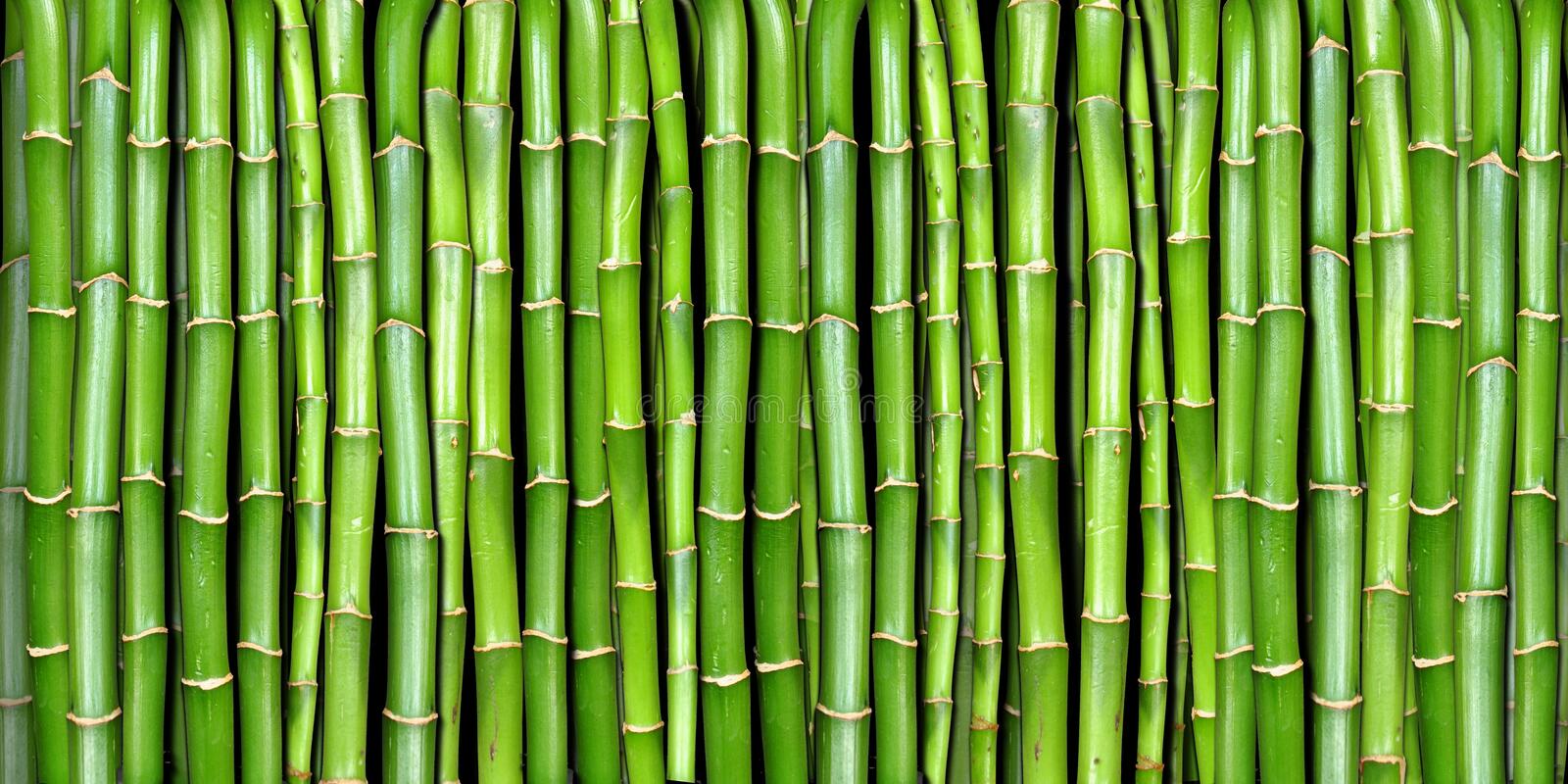 Detail Bamboo Images Free Nomer 2