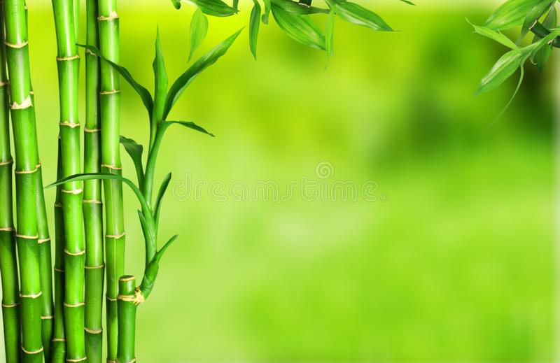 Detail Bamboo Images Free Nomer 23