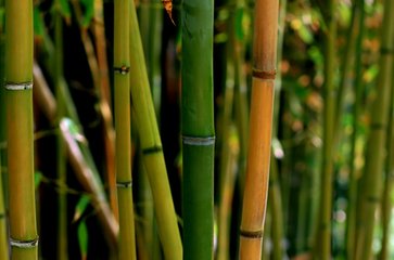 Detail Bamboo Images Free Nomer 4