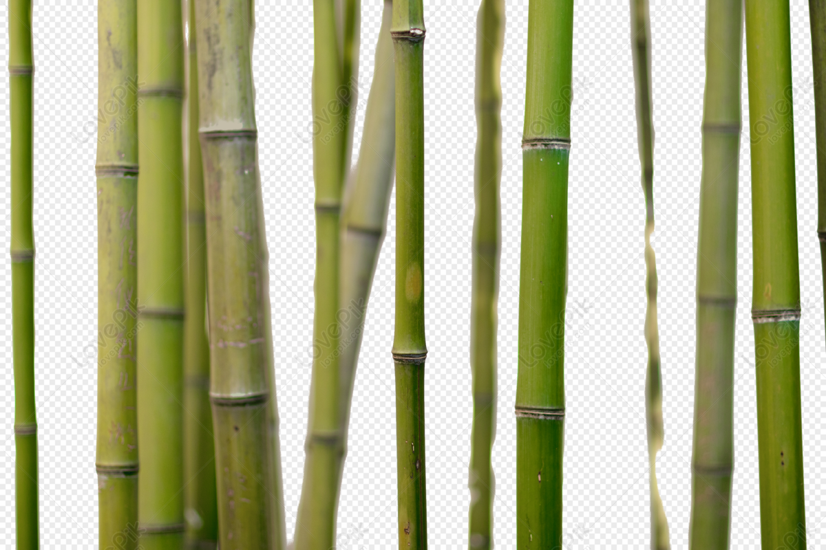 Detail Bamboo Images Free Nomer 29