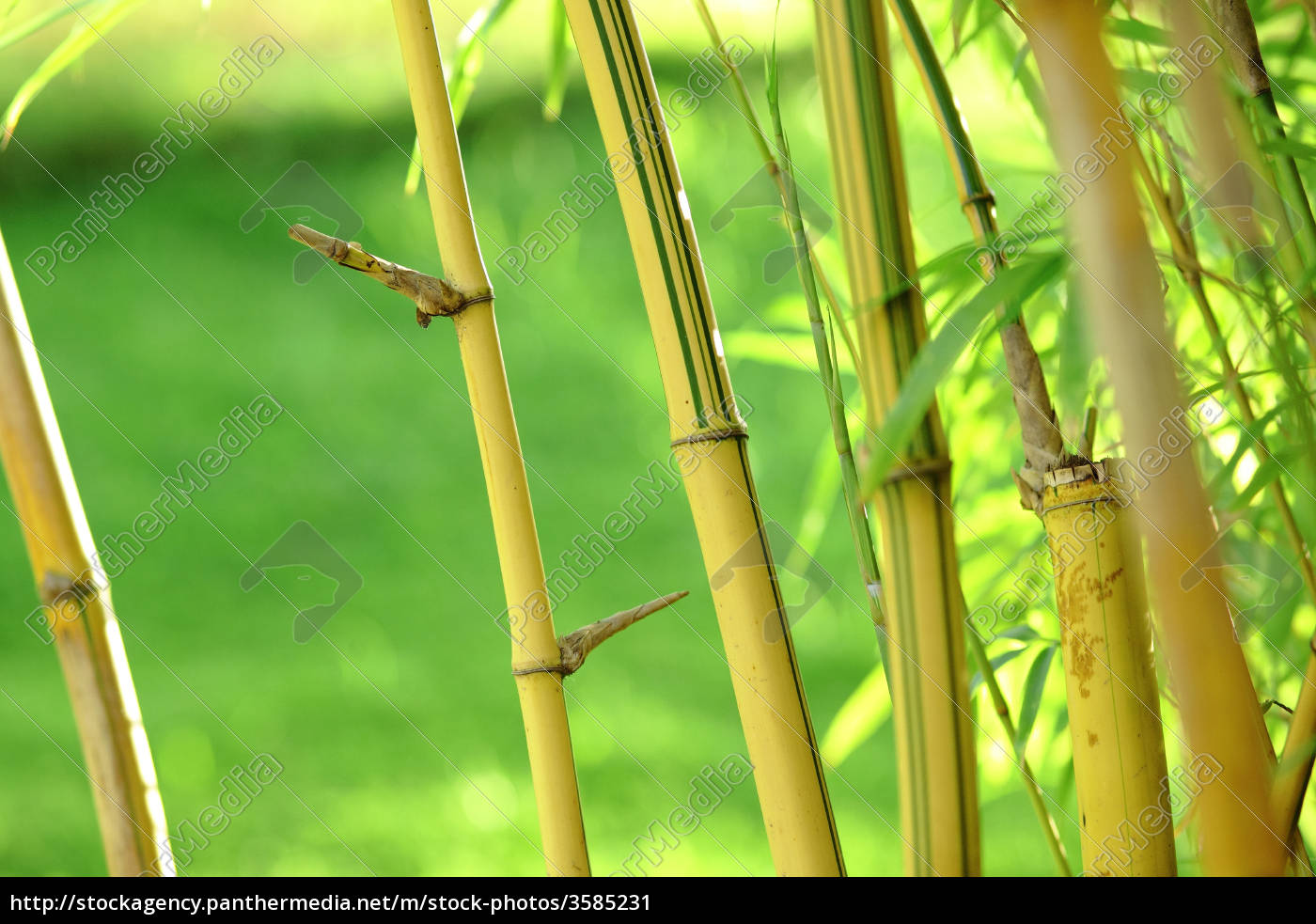 Detail Bamboo Images Free Nomer 30