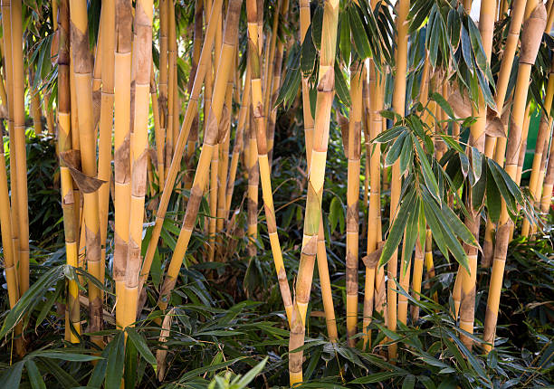 Detail Bamboo Images Free Nomer 36