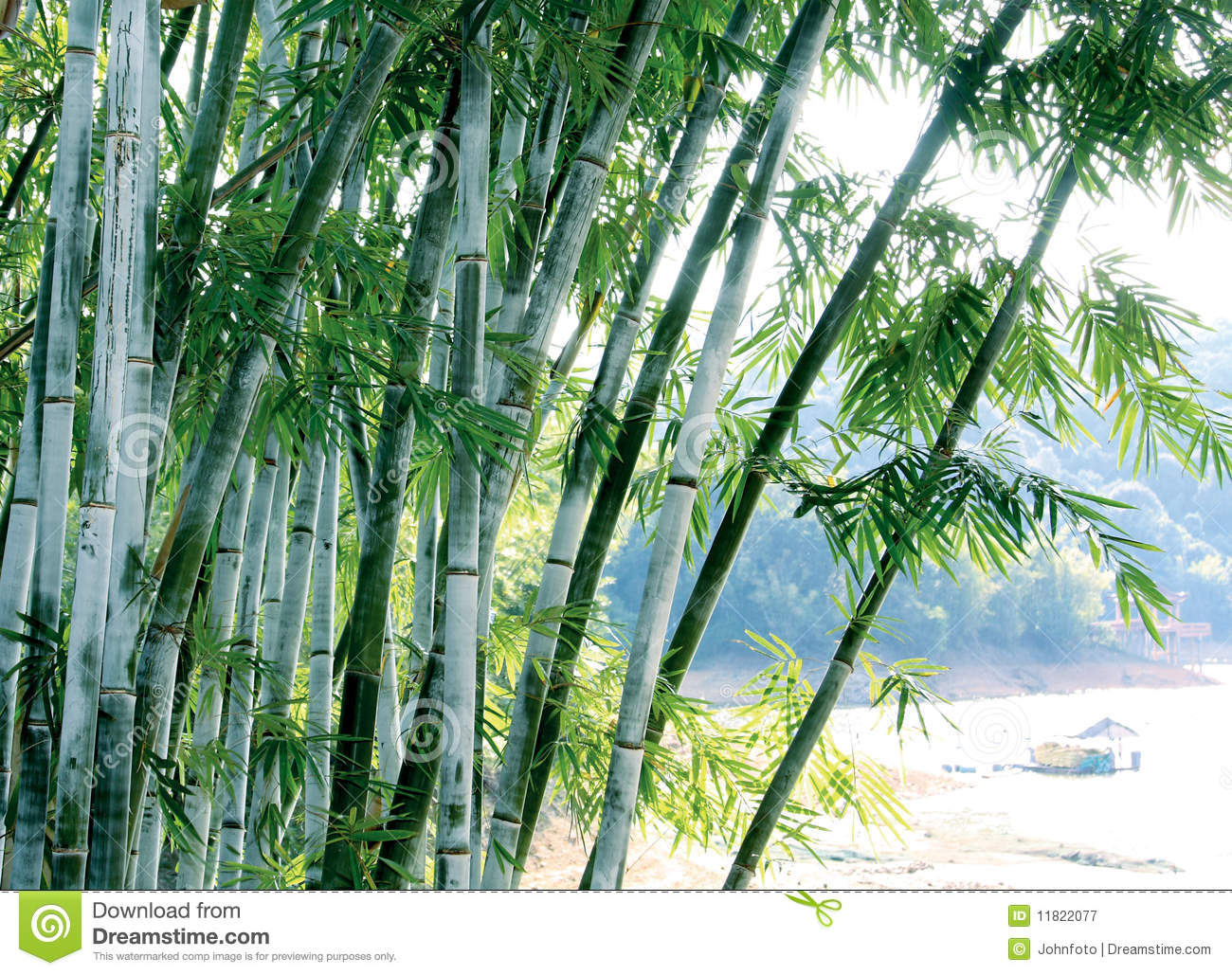 Detail Bamboo Images Free Nomer 43