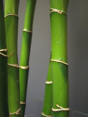 Detail Bamboo Images Free Nomer 45