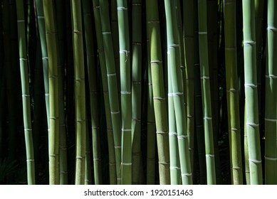 Detail Bamboo Images Free Nomer 51