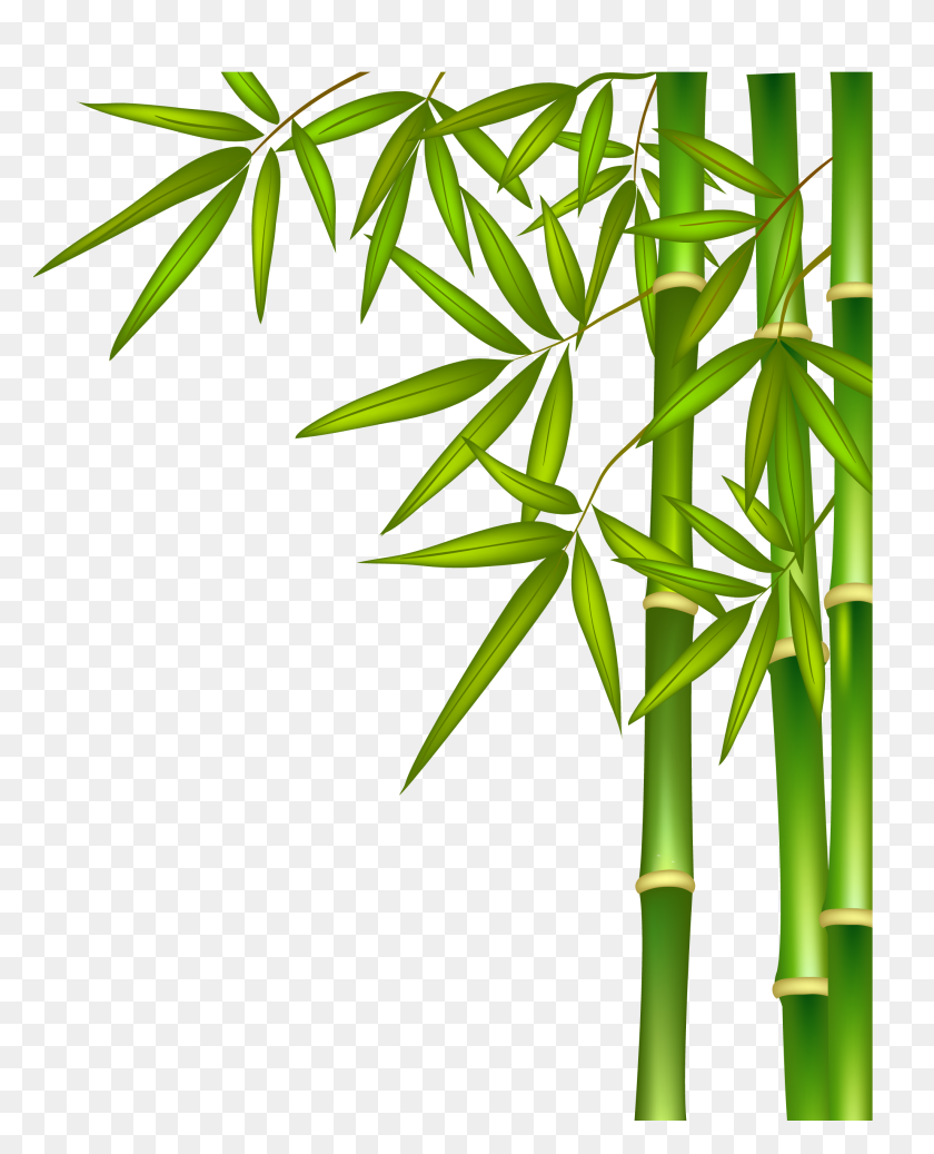 Detail Bamboo Images Free Nomer 55