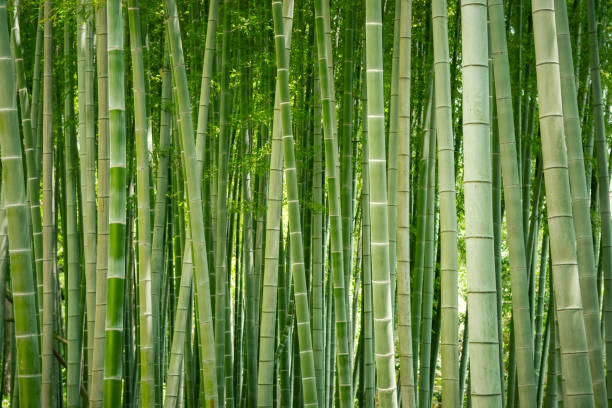 Detail Bamboo Images Free Nomer 9