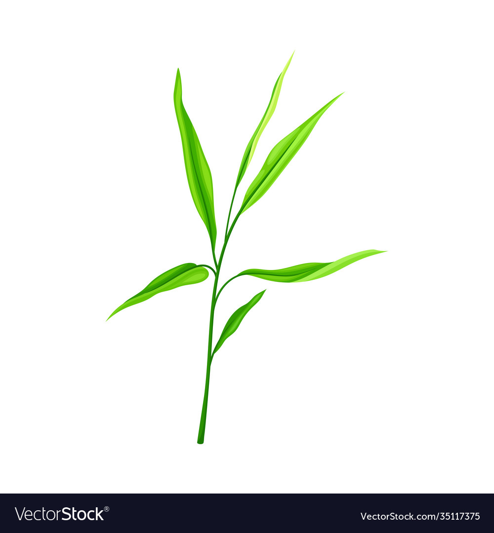 Detail Bamboo Leaf Vector Nomer 21