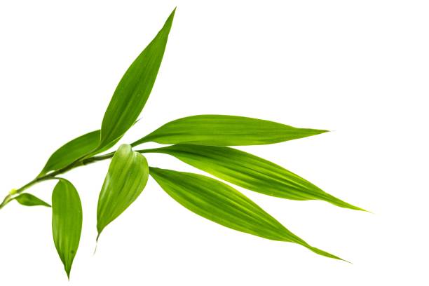 Detail Bamboo Leaf Vector Nomer 7