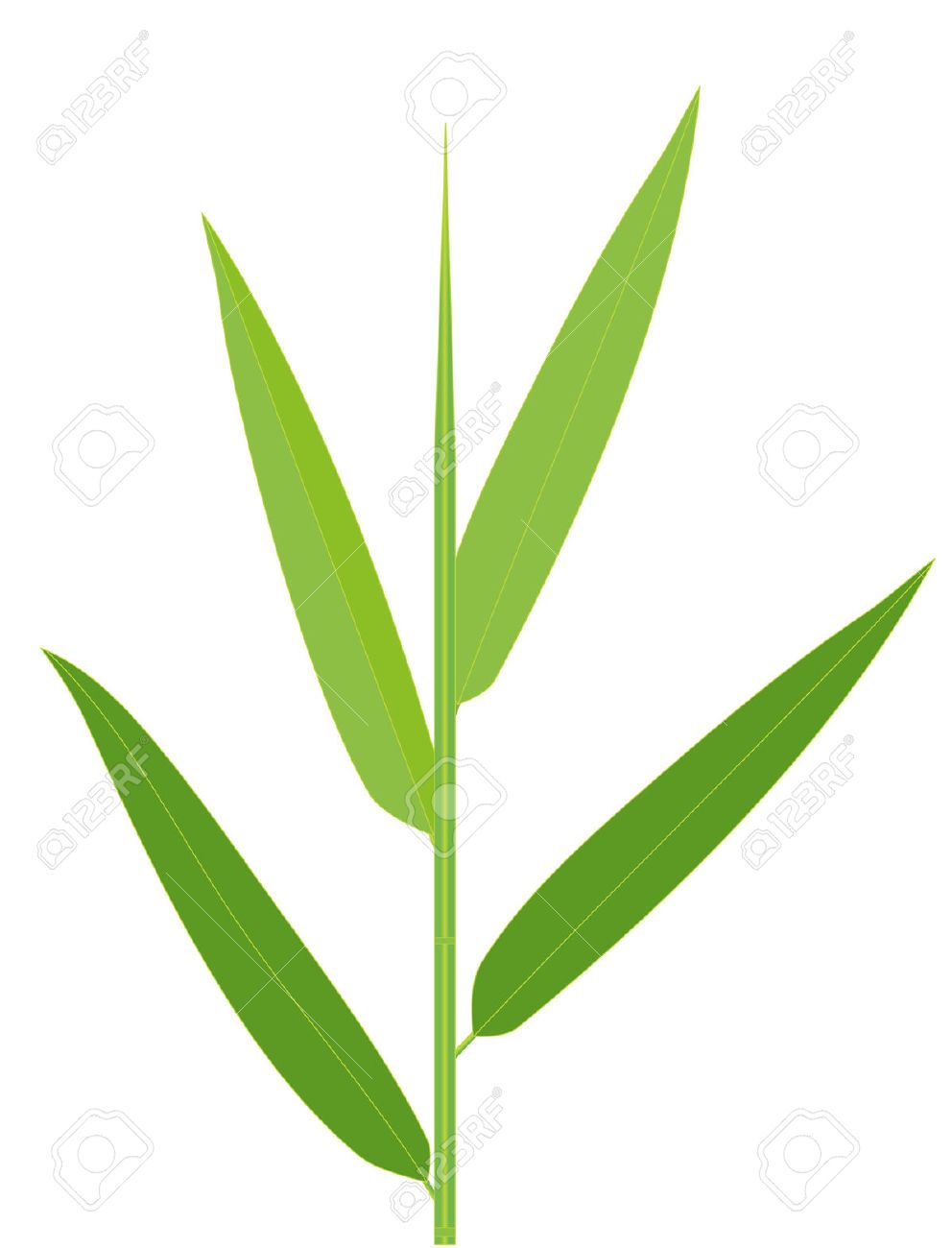 Detail Bamboo Leaf Vector Nomer 10