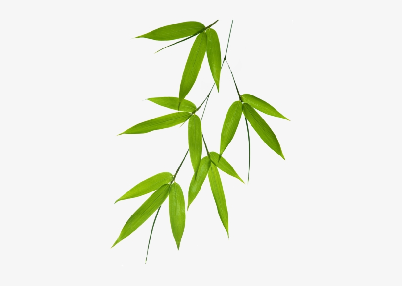 Bamboo Leaves Png - KibrisPDR