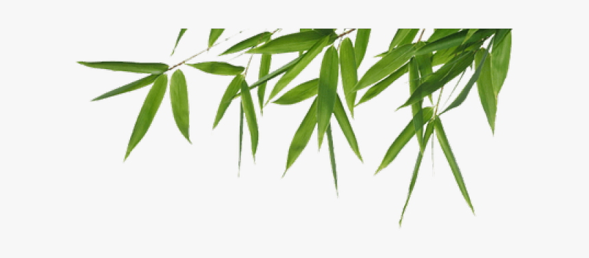 Detail Bamboo Leaves Png Nomer 11