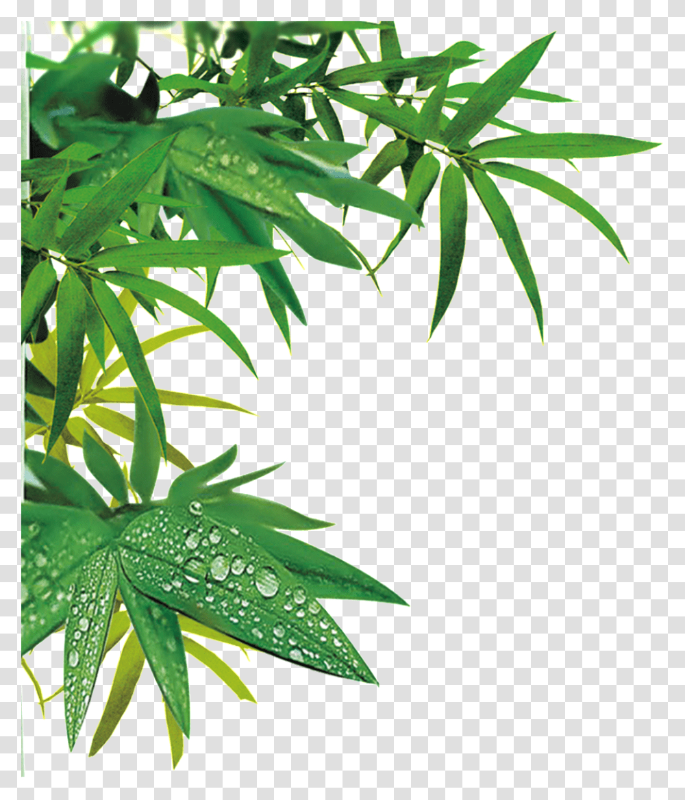 Detail Bamboo Leaves Png Nomer 24