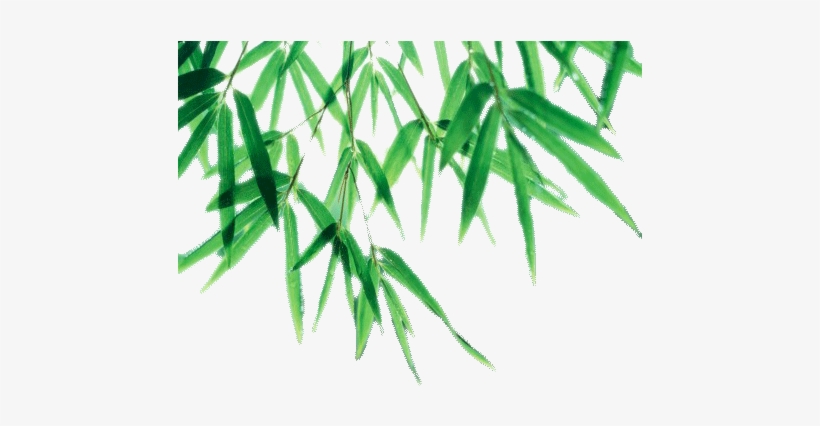 Detail Bamboo Leaves Png Nomer 42