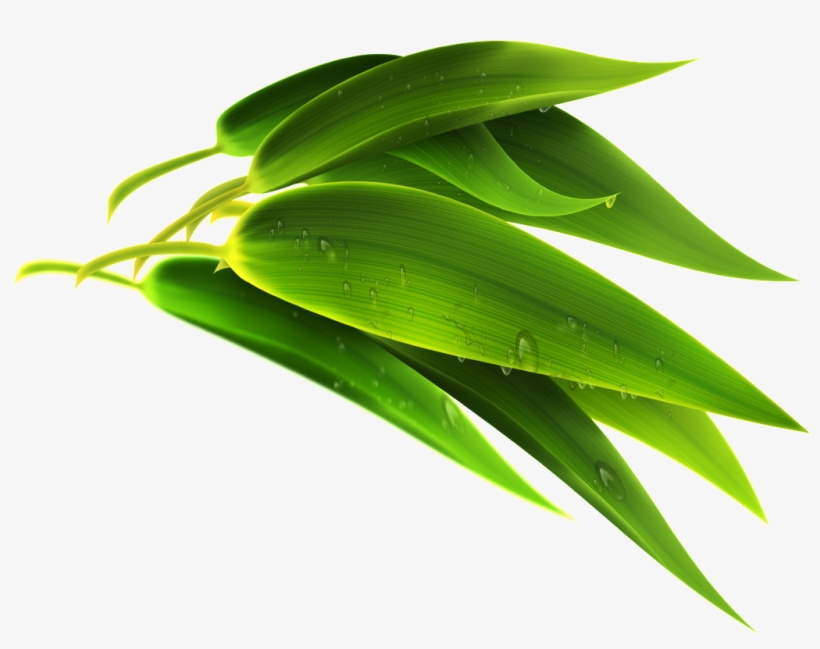 Detail Bamboo Leaves Png Nomer 45