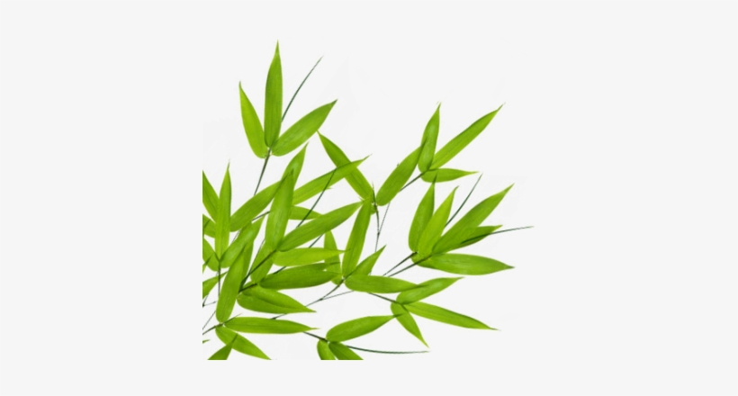Detail Bamboo Leaves Png Nomer 8