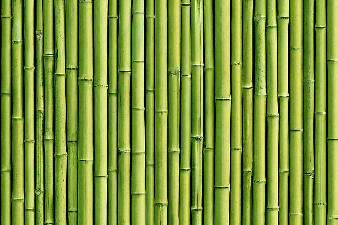 Detail Bamboo Pic Nomer 17