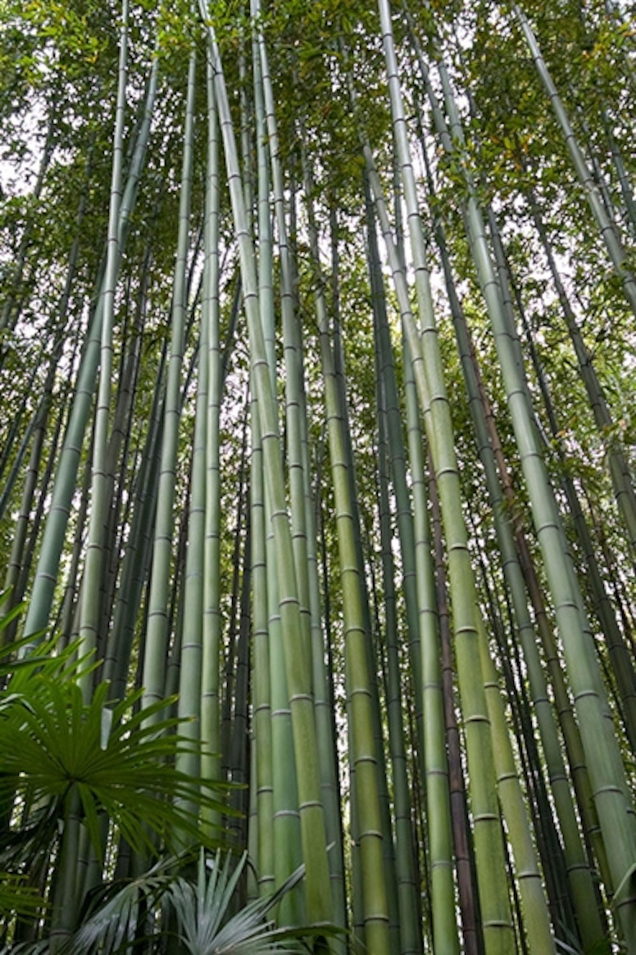 Detail Bamboo Pic Nomer 4