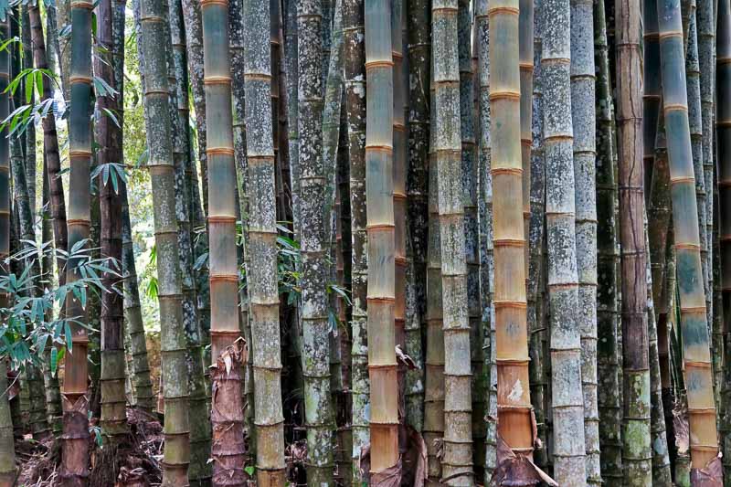 Detail Bamboo Pic Nomer 52