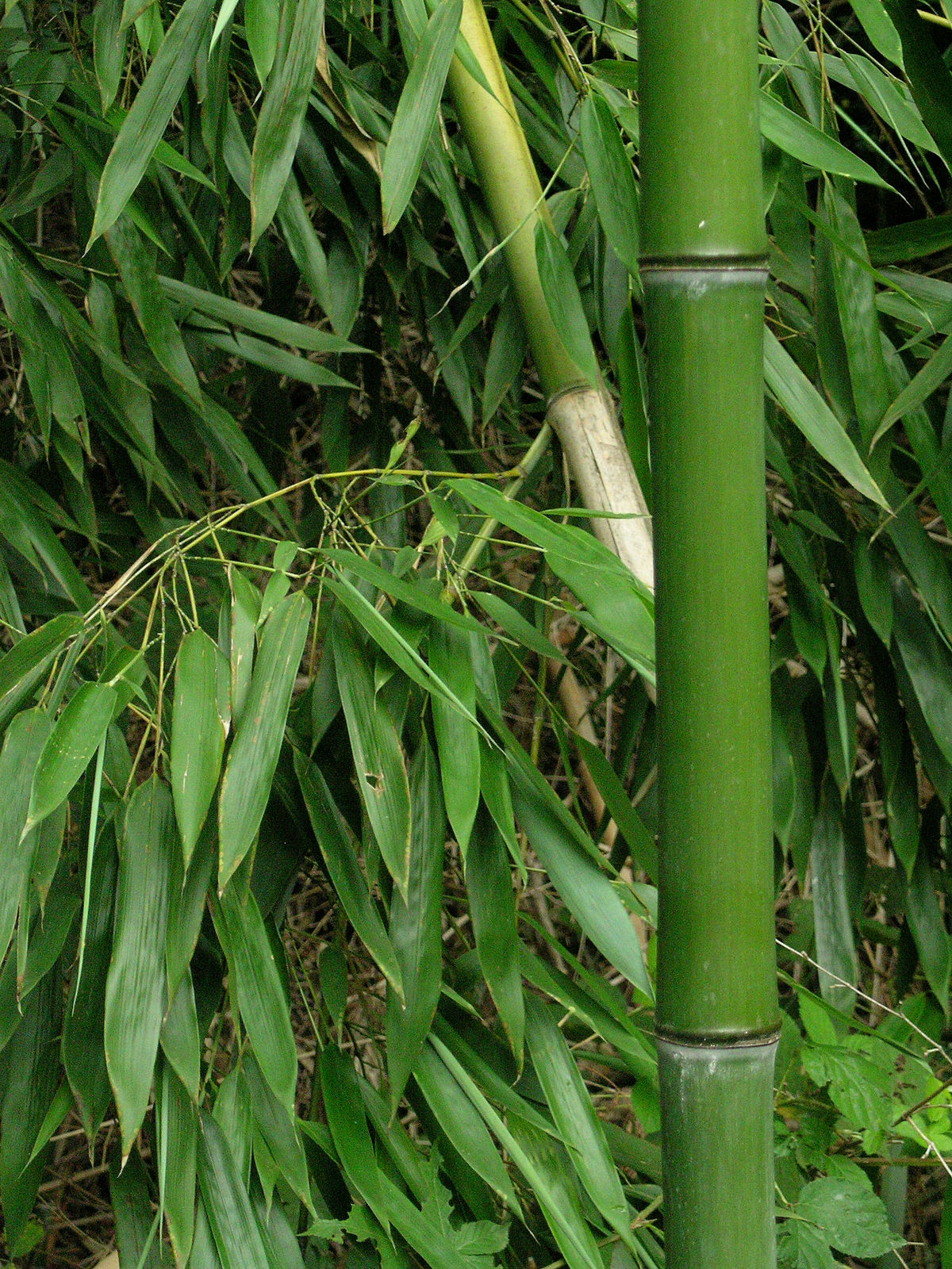 Detail Bamboo Pic Nomer 8